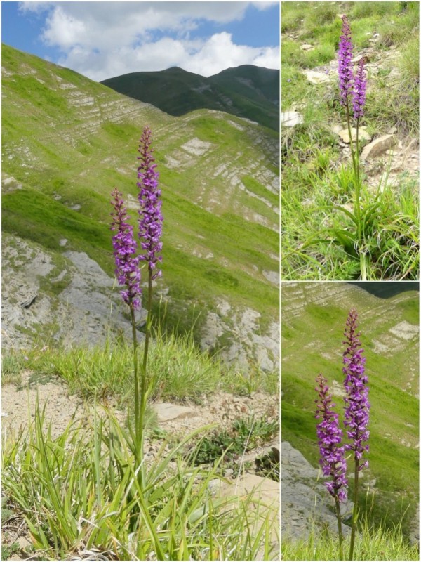 Gymnadenia conopsea var.aestivalis - Parco nazionale Gran Sasso e Laga  luglio 2020_2024.